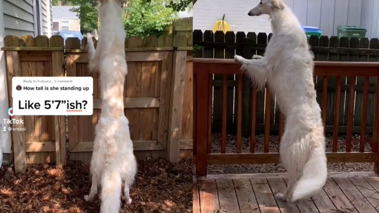 <p>Eris the Borzoi reveals her incredible height as she towers over a fence</p>
