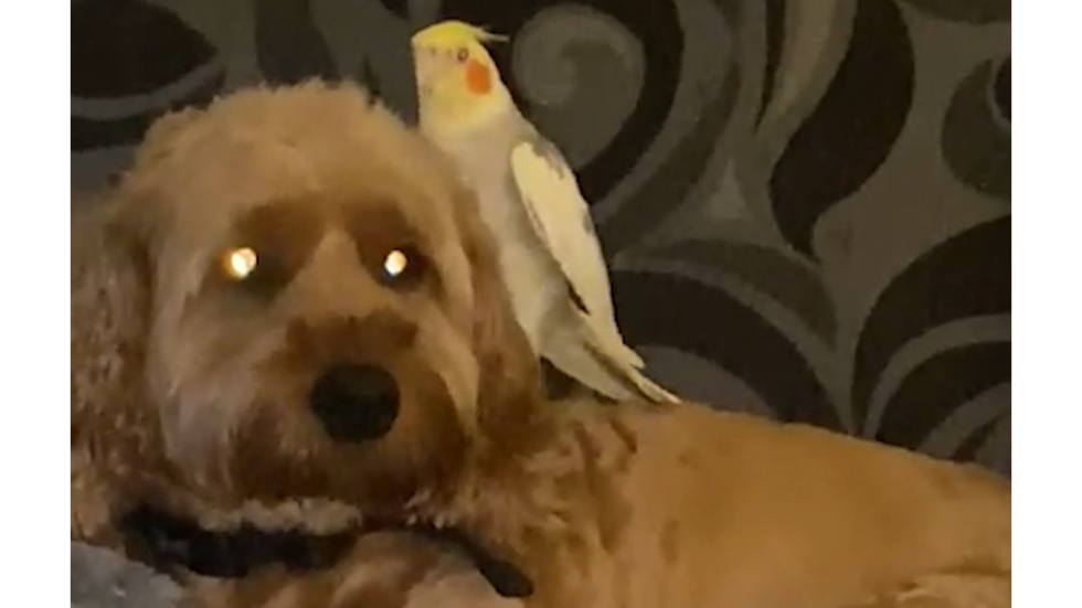 Parrot reunites with ‘love of his life’ family dog after disappearing in storm