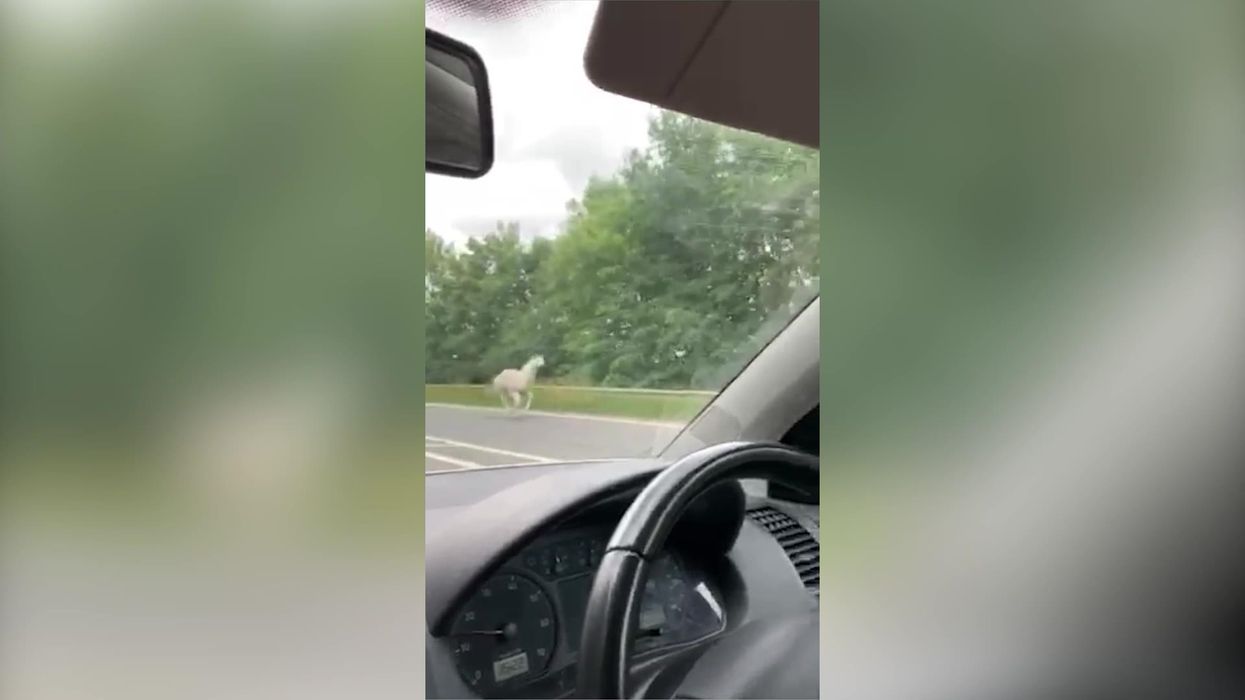 Escaped alpaca stuns motorists galloping along a dual-carriageway
