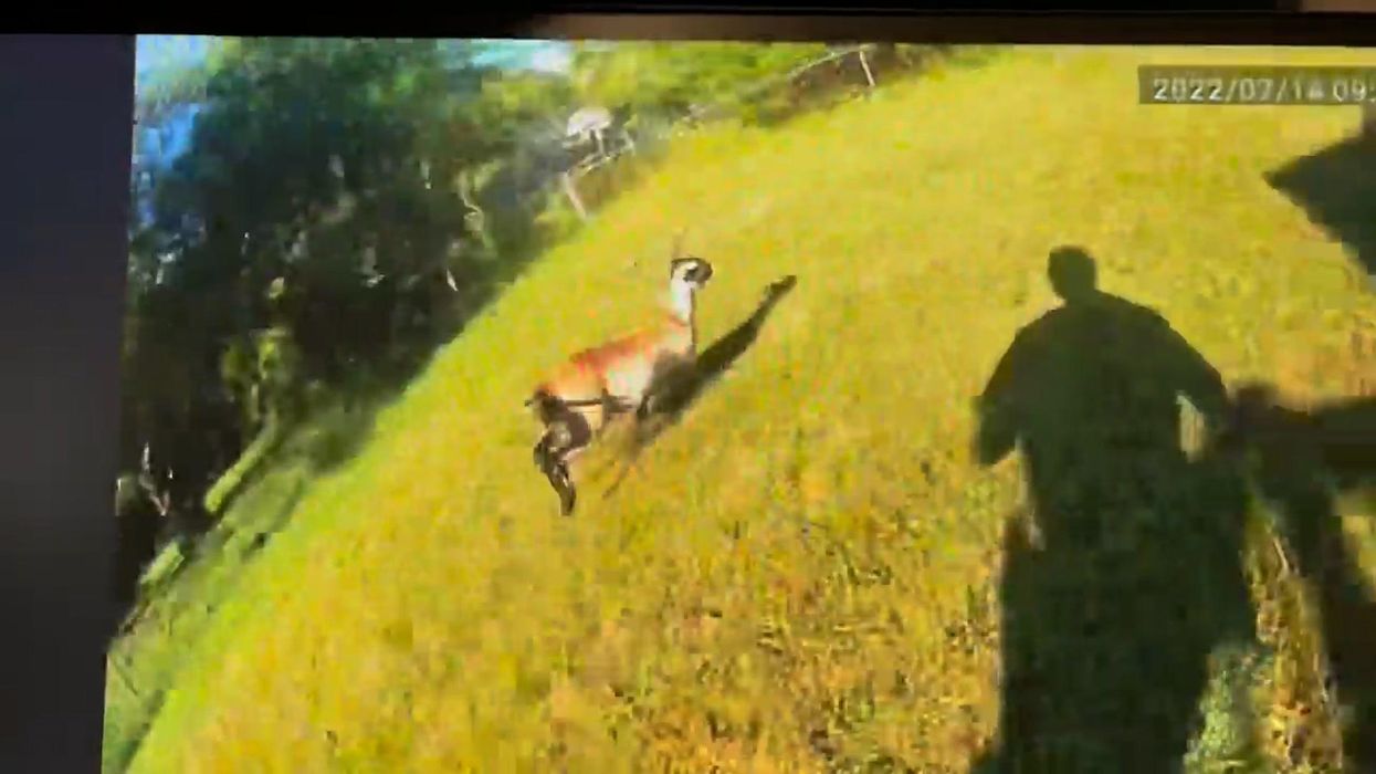 Goat cries and hugs owner after he tries to sell it