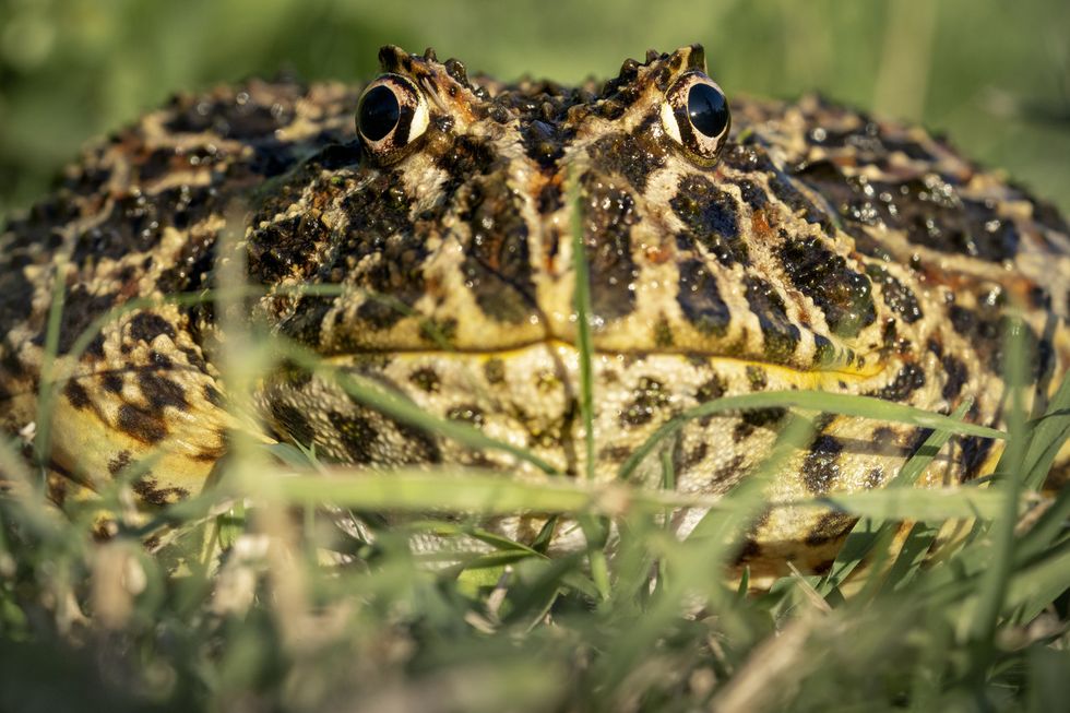 Escuerzo (Ceratophrys ornata), Ornate Horned Frog, among the pastures. Ignacio correa, La Plata, Buenos Aires, Argentina.