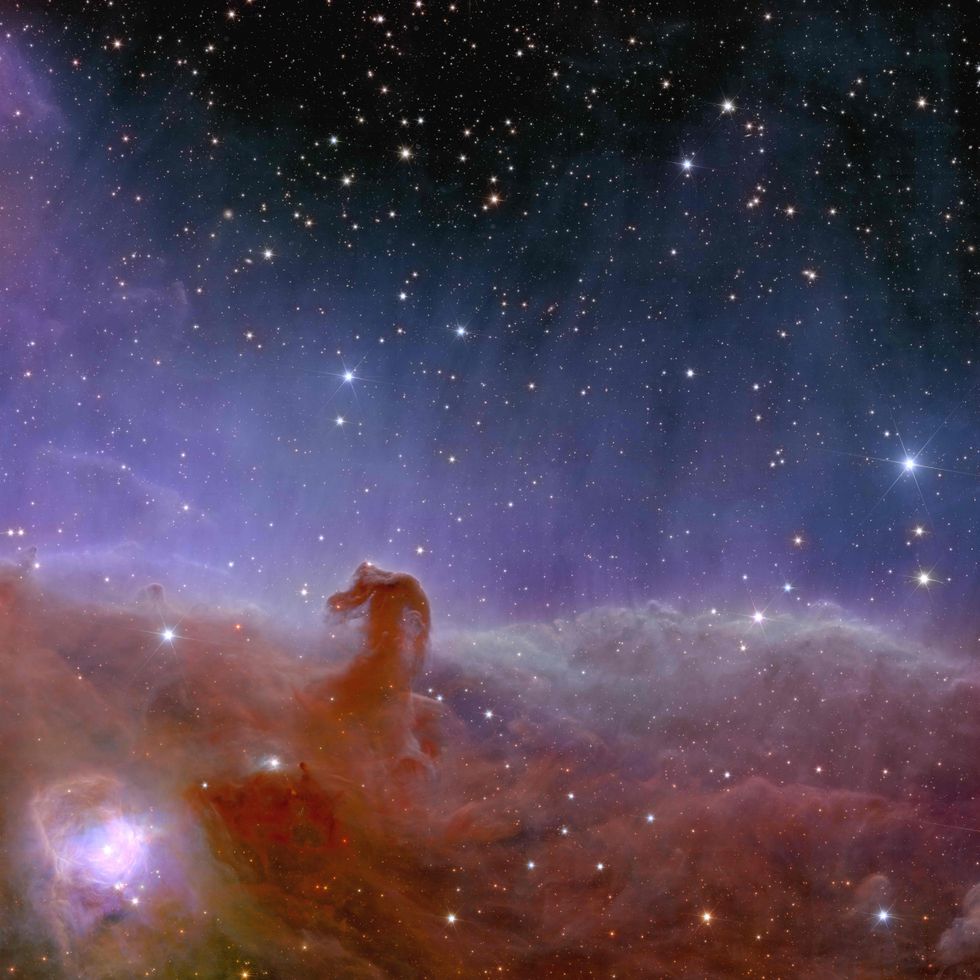 Euclid\u2019s view of the Horsehead Nebula