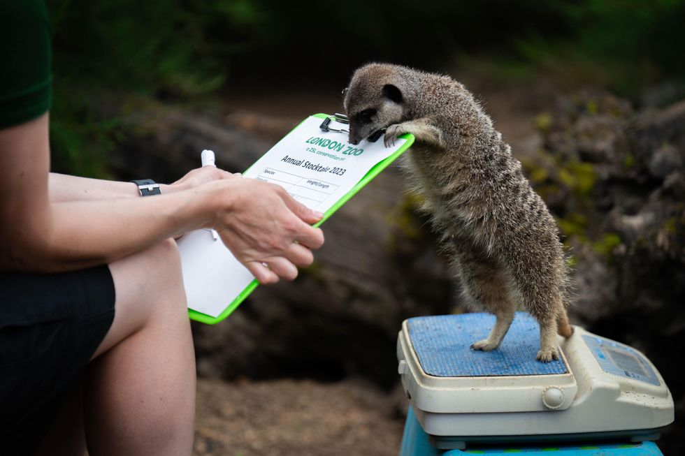 From tallest giraffe to tiniest tadpole: London Zoo conducts annual weigh-in