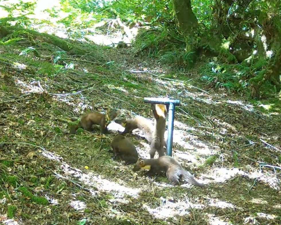 First pine marten kits spotted in Exmoor in success for reintroduction scheme
