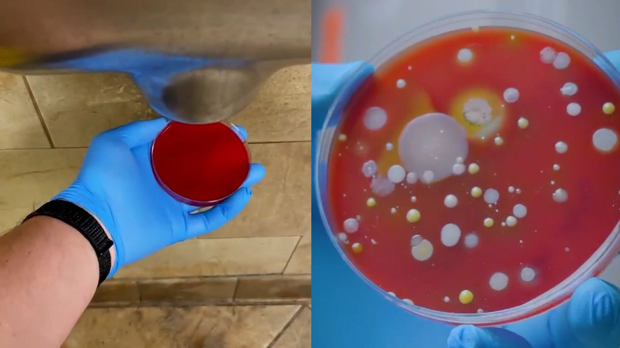 Why you should never use a hand dryer in a public toilet according to a scientist