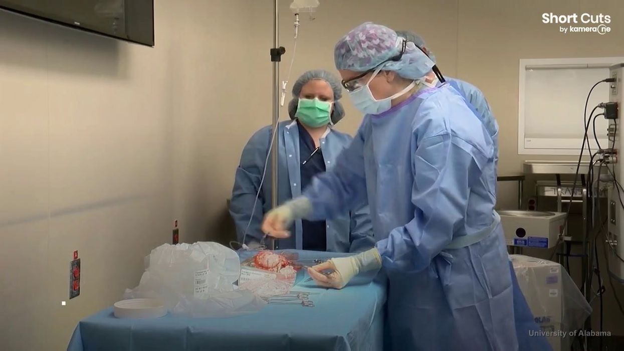 Scientists successfully revive pig's brain an hour after its death