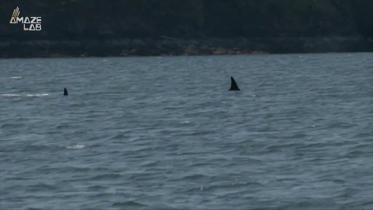 Rare video shows whale shark having its liver 'slurped out' by an orca