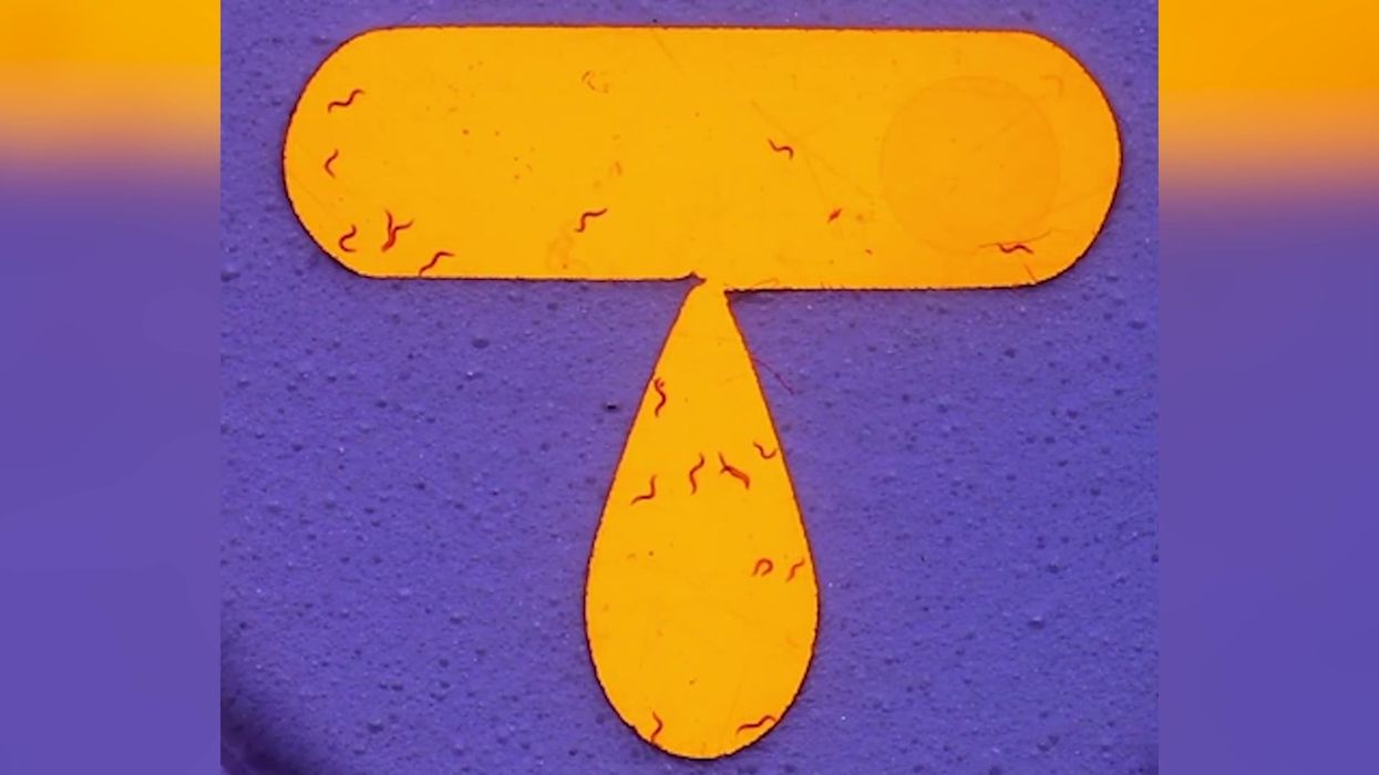 Worms get 'the munchies' from weed just like humans, new study finds