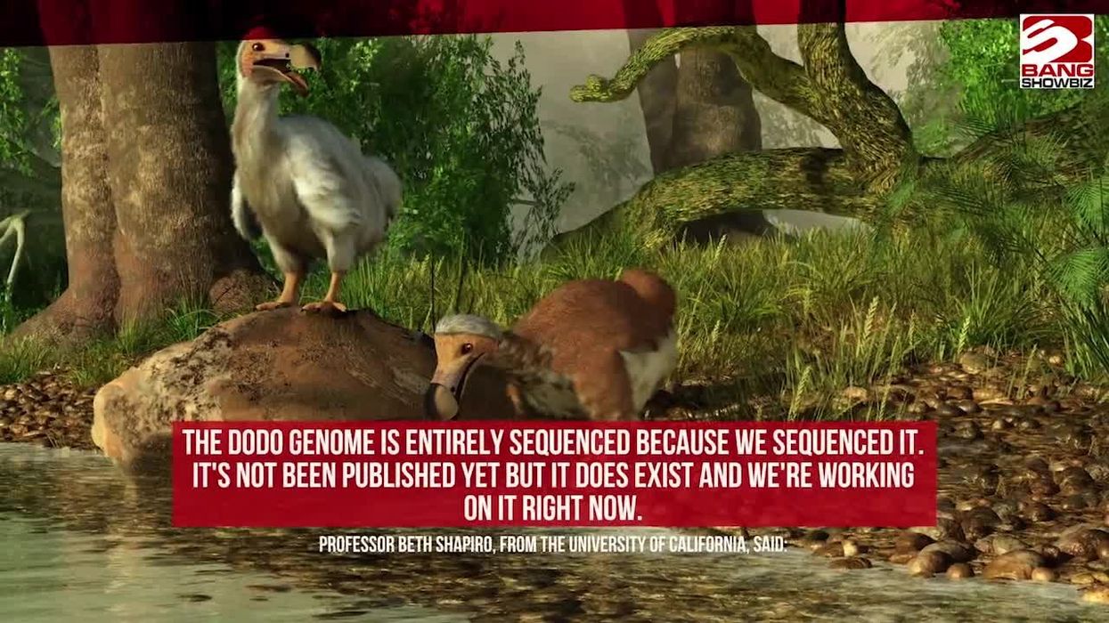Scientists just took a step closer to resurrecting the dodo