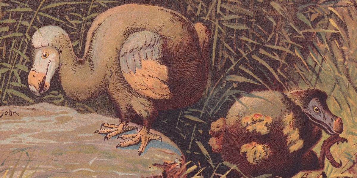 Naukowcom właśnie udało się ożywić dodo