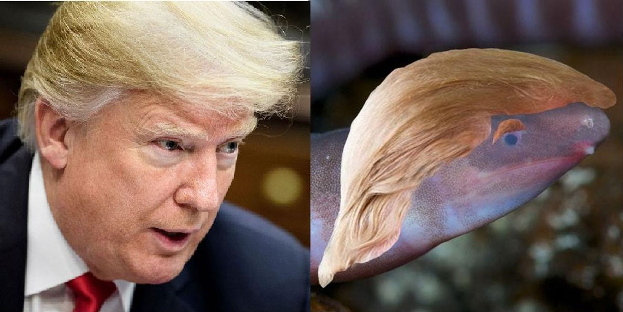 Blind wormlike creature that buries its head in sand named after