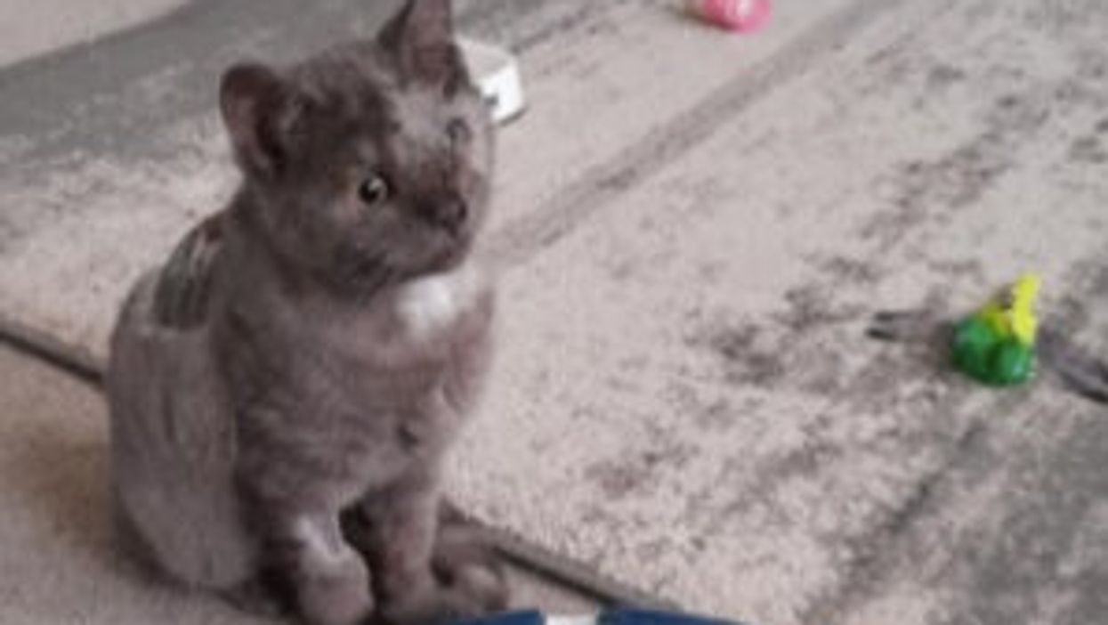 <p>Eyela is believed to be around 13 weeks old </p>