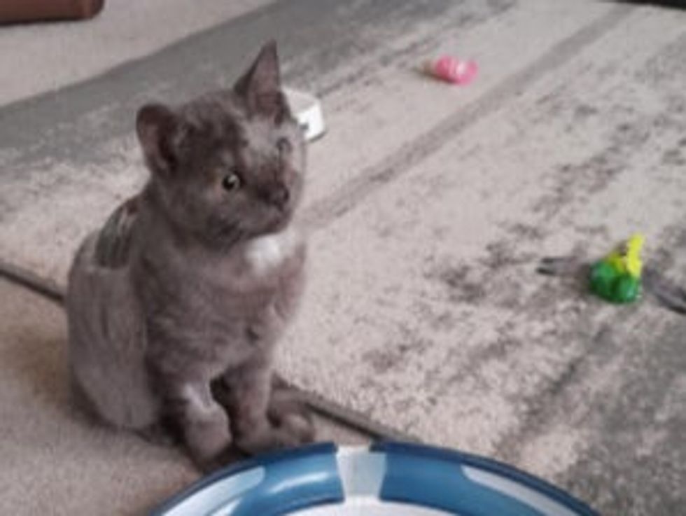 <p>Eyela is believed to be around 13 weeks old </p>
