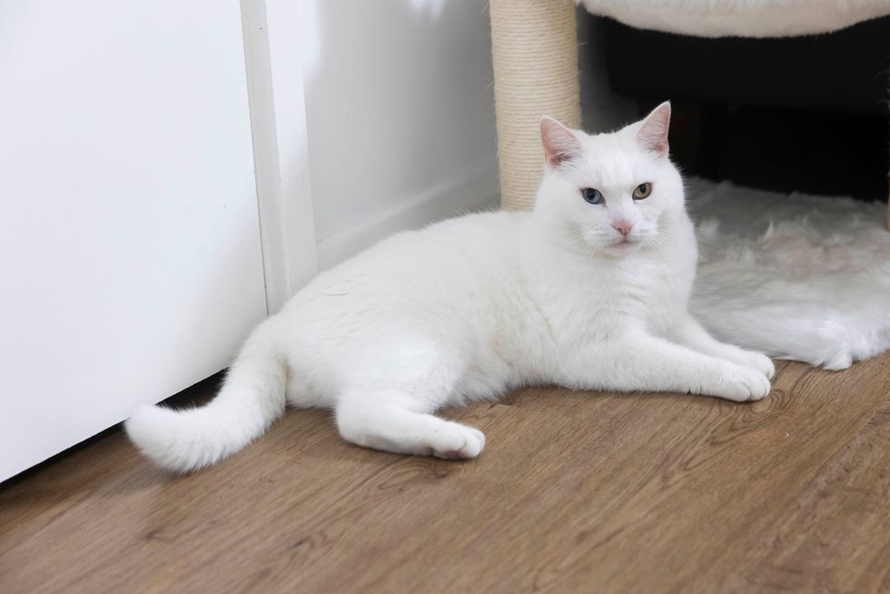 (Fabio De Paola/Cats Protection)