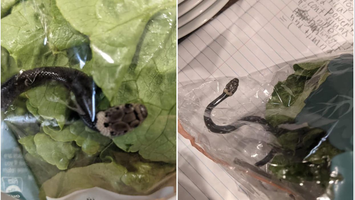 <p>Facebook user Lesley Kuhn found that her salad came with a side of snake</p>