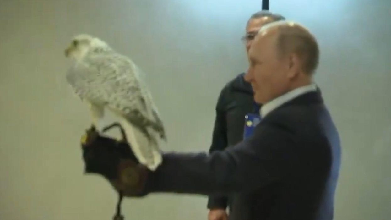 Putin holding a falcon is the most awkward thing you'll see today