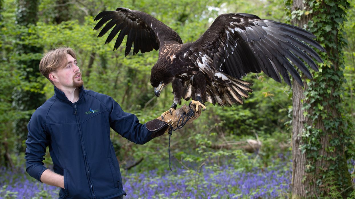 Falconer Charlie Rolle holds Chief, a 10-month-old white-tailed sea eagle