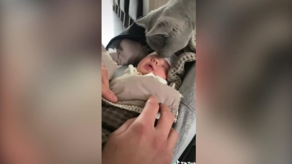 Adorable moment family cat meets owner's new baby for the first time