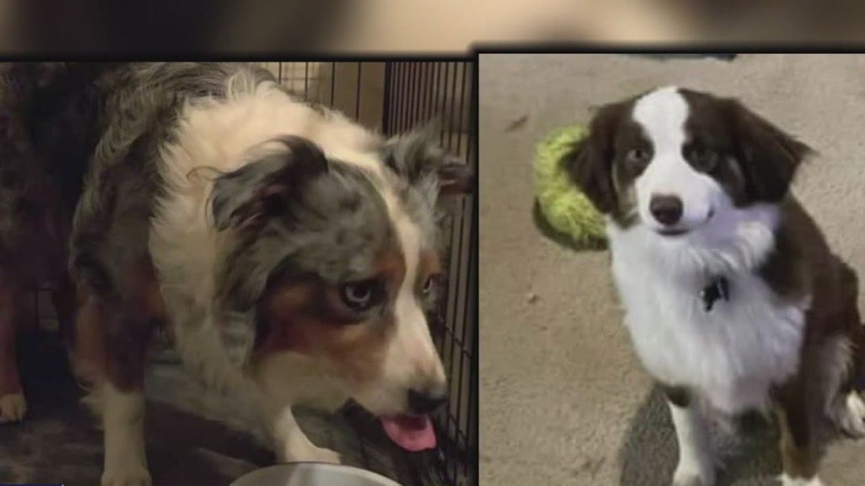 Woman claims dog sitter gave away her dog through popular app