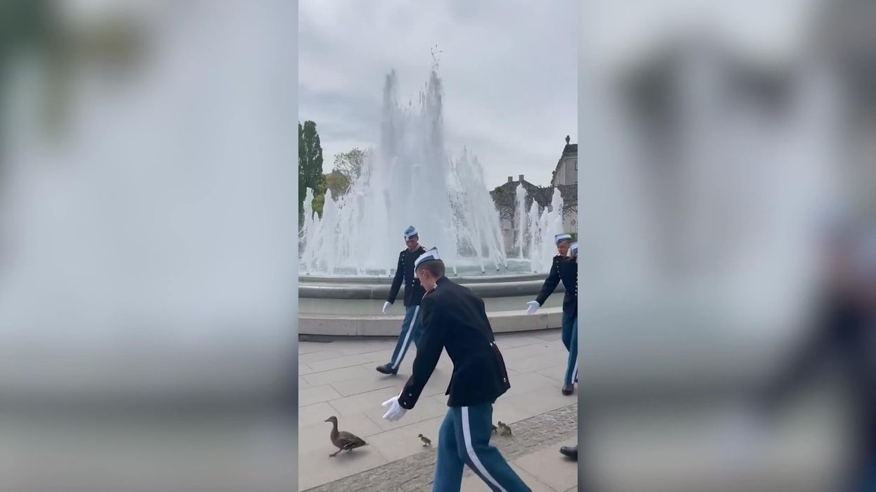 Adorable moment a family of ducks is escorted from Danish palace by guards