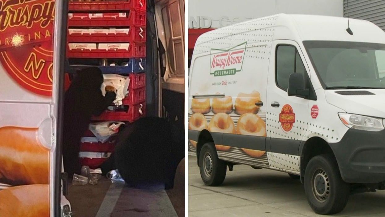 Huge bears raid Krispy Kreme and help themselves to doughnuts