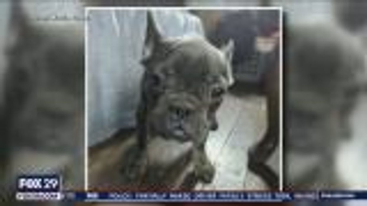 French bulldog meet-up sparks bizarre NYC row that's ended in threats