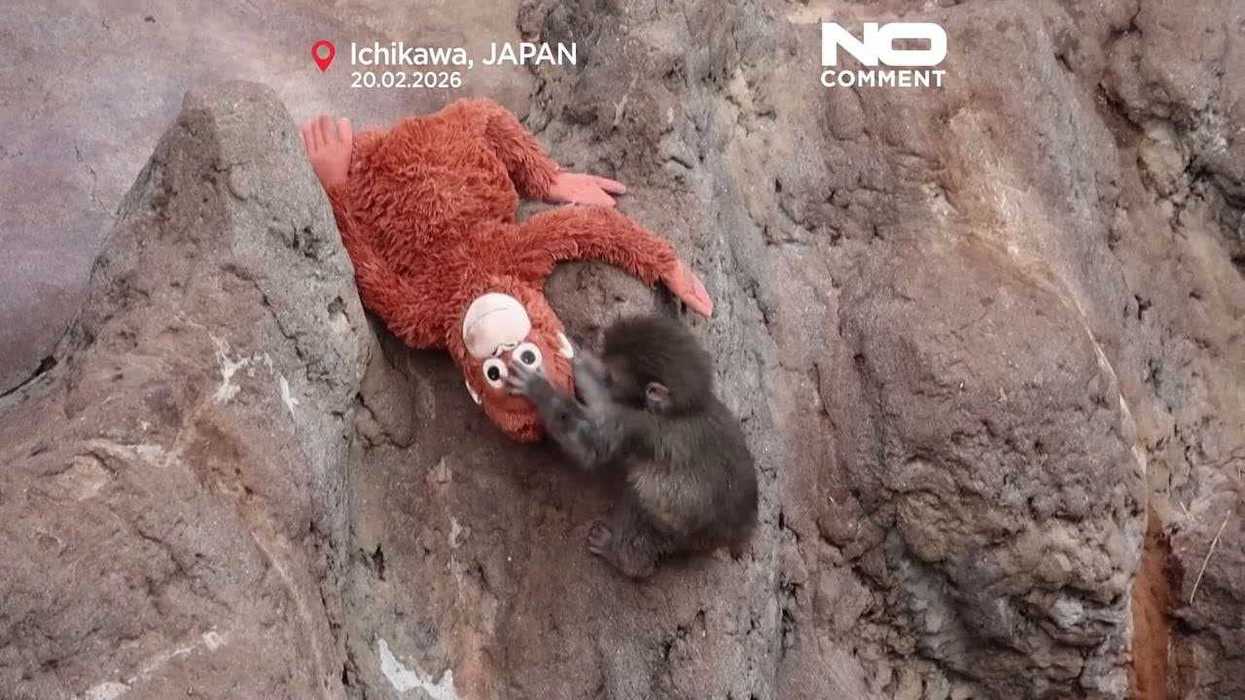 Tate brothers want to buy Punch the Monkey – but the internet is unimpressed