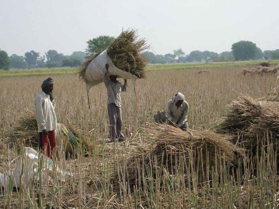Farm workers in Madhya Pradesh