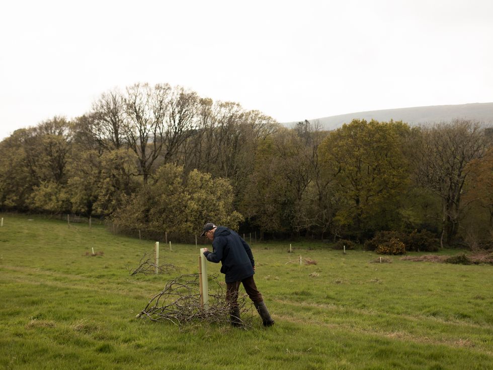 Farmer inspecting newly planted trees in a field, with mature trees behind