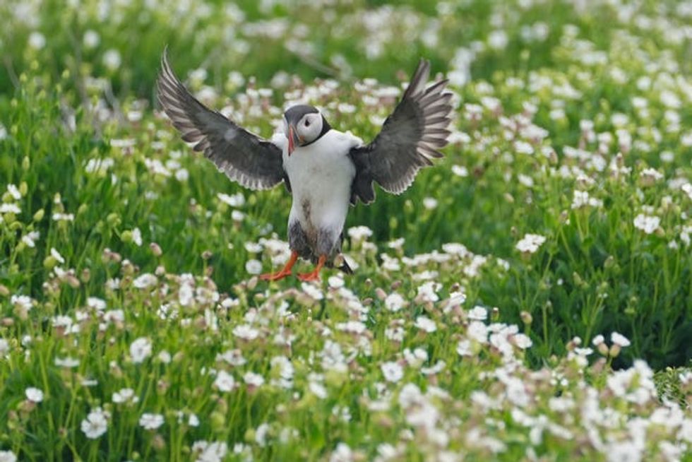 Farne Islands