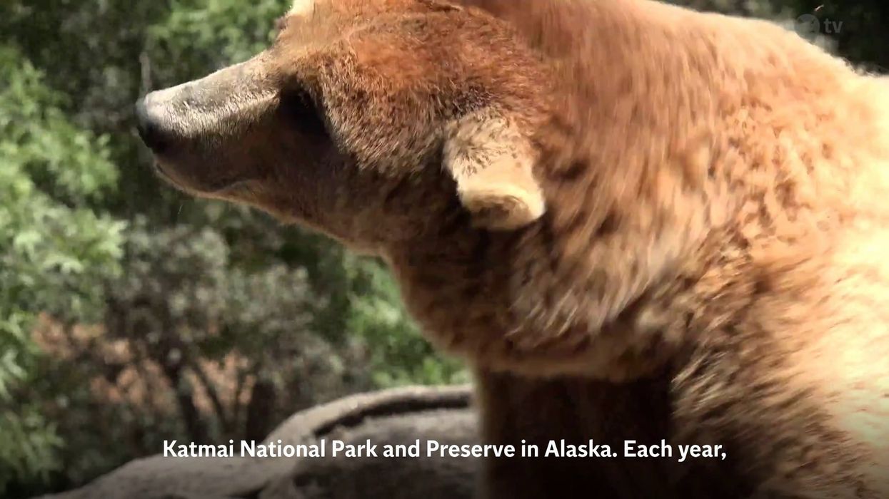 'Fat Bear Week' in Alaska has started late after contender was killed by another bear