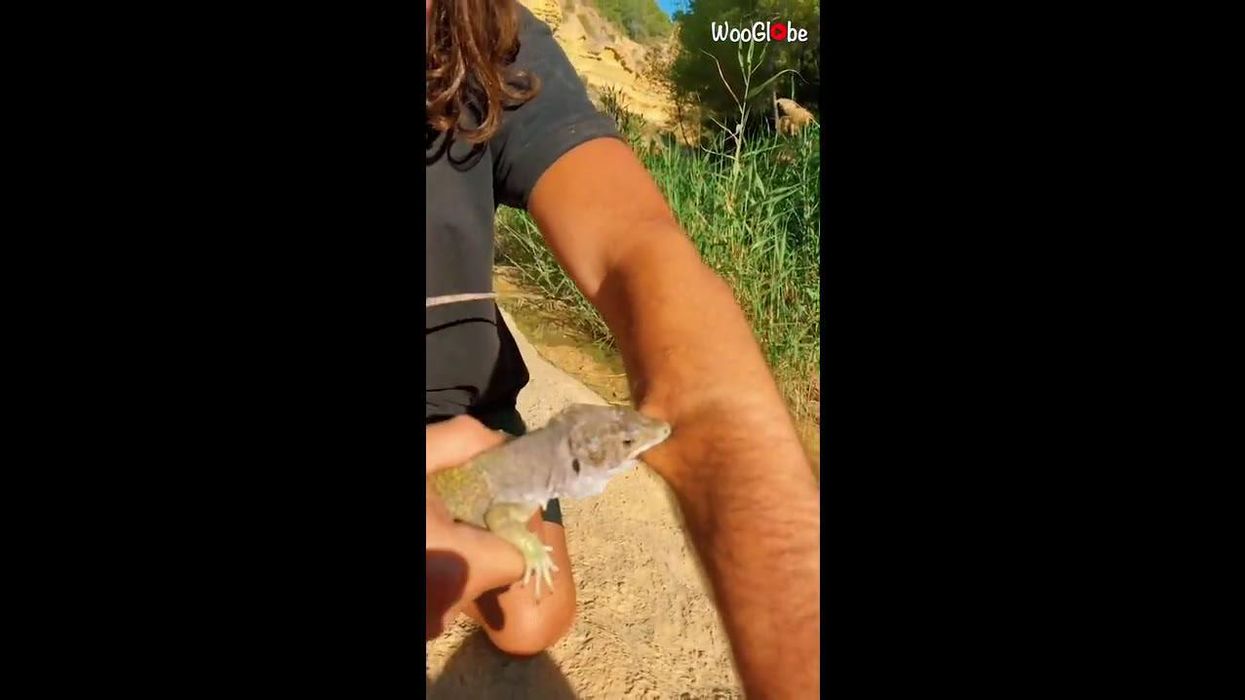 Fearless guy lets huge lizard bite him to 'judge' the pain scale