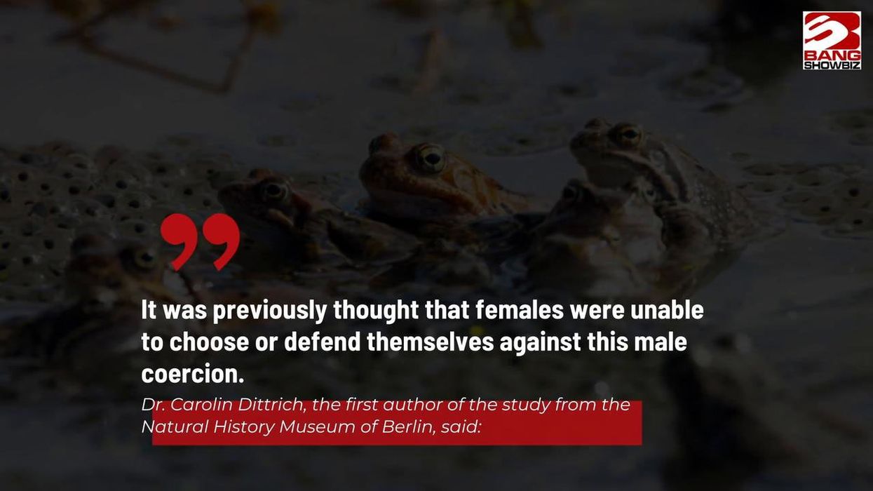 Female frogs fake their own deaths to avoid sex with overzealous males
