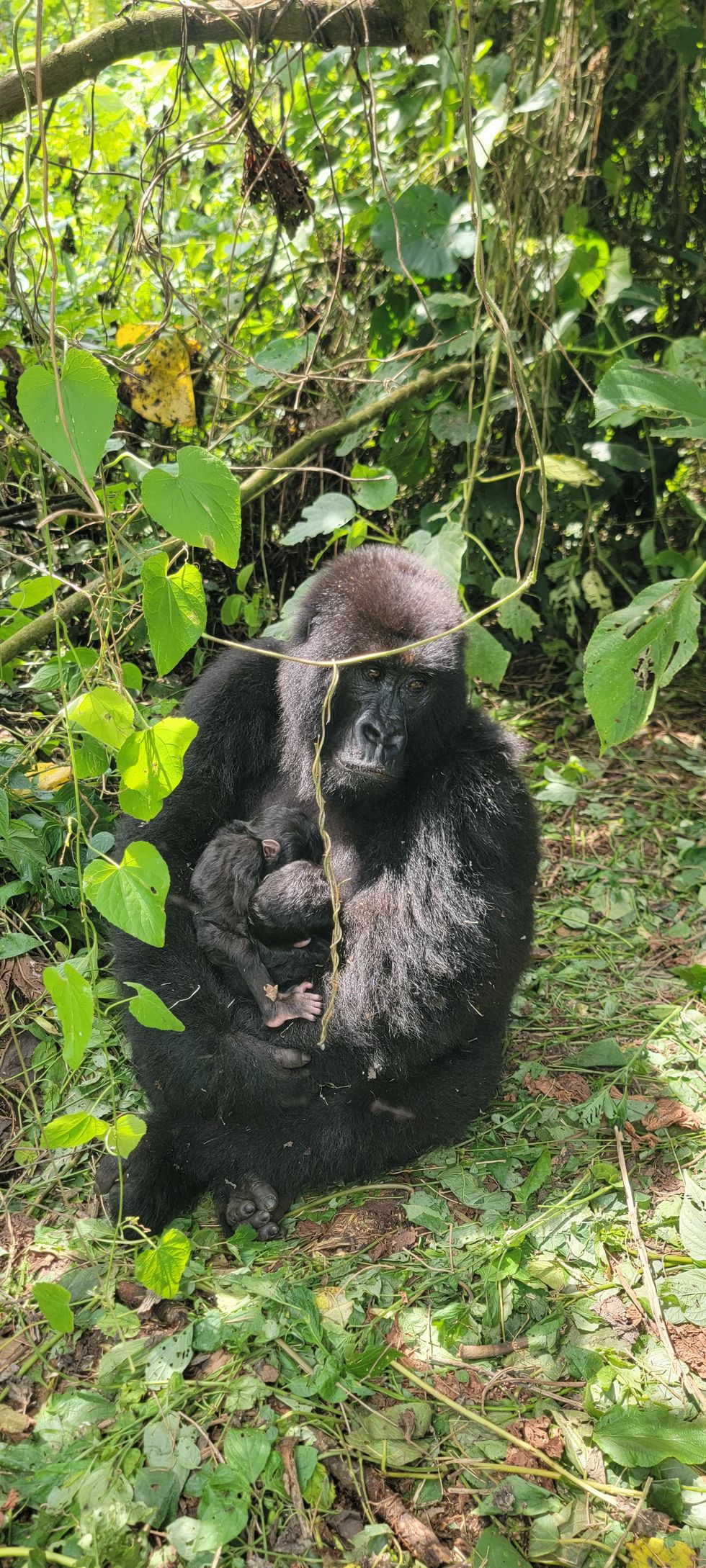 Female gorilla Mafuko holds her twin boys as she sits in on flattened greenery, with vines trailing around