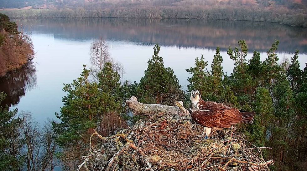 Osprey pair reunite as female returns to nest for third season