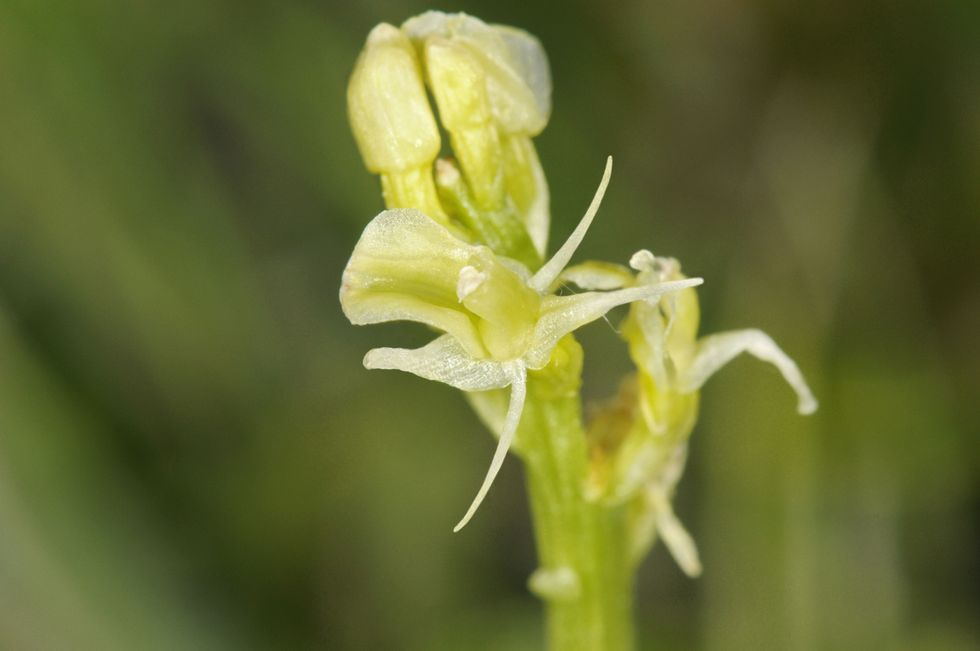 ‘Beautiful yet mercurial’ fen orchid brought back from brink of extinction