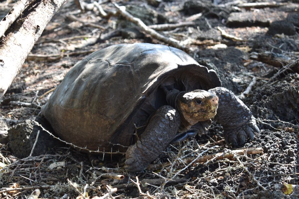Meet Fernanda the giant tortoise from a species believed extinct a century ago