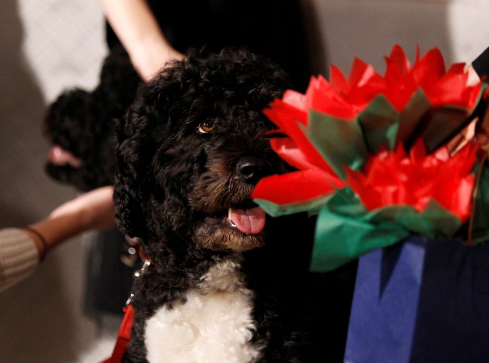 FILE PHOTO: Bo, the older of two dogs belonging to the Obama family, is pictured at the unveiling of the Christmas decorations at the White House in Washington