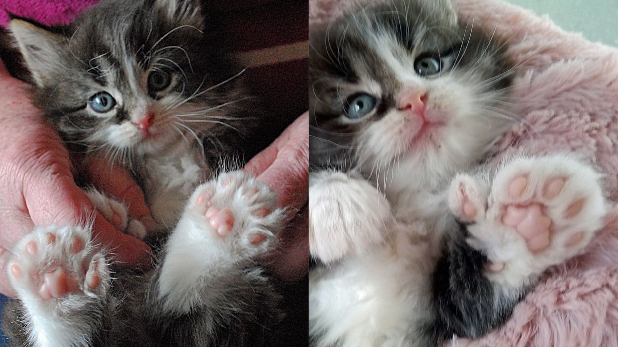 Fingle the kitten was born with four extra toes