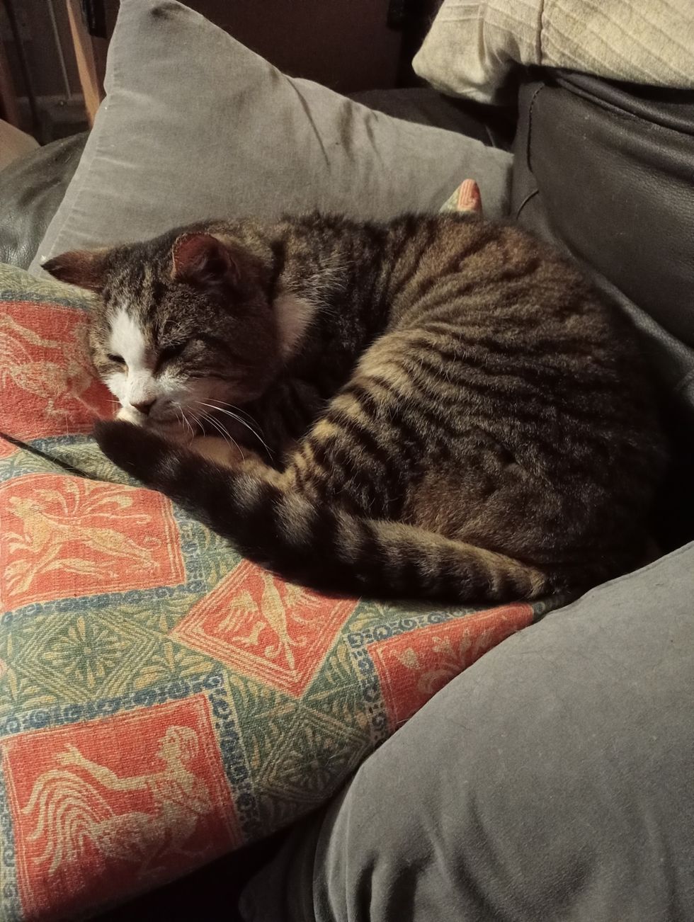 Cat reunited with owner 12 years after going missing was two miles from home