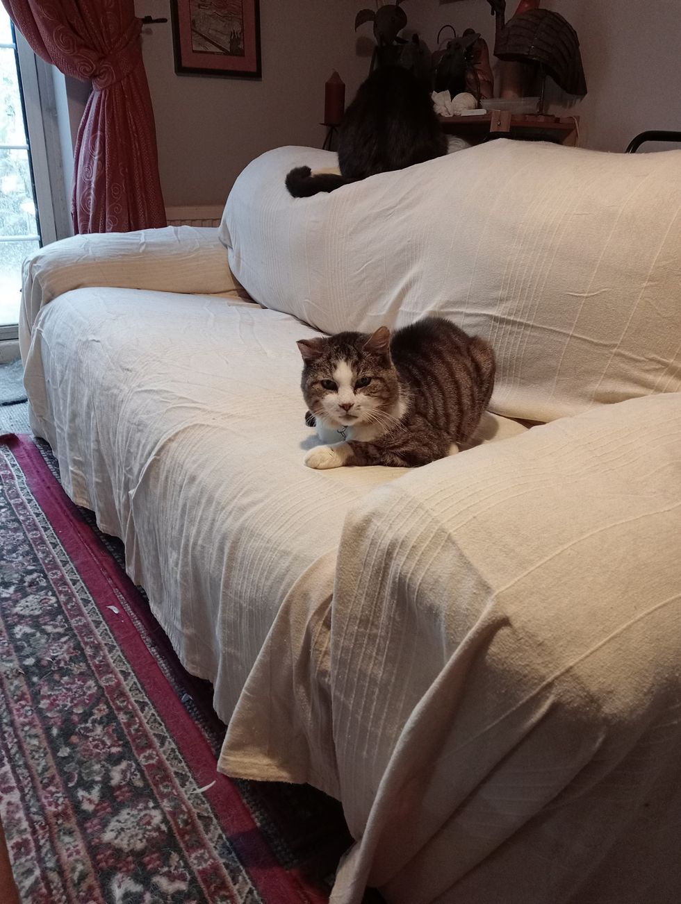 Finn is now back at home (Finn pictured before he went missing (The Kennel Club/PA)