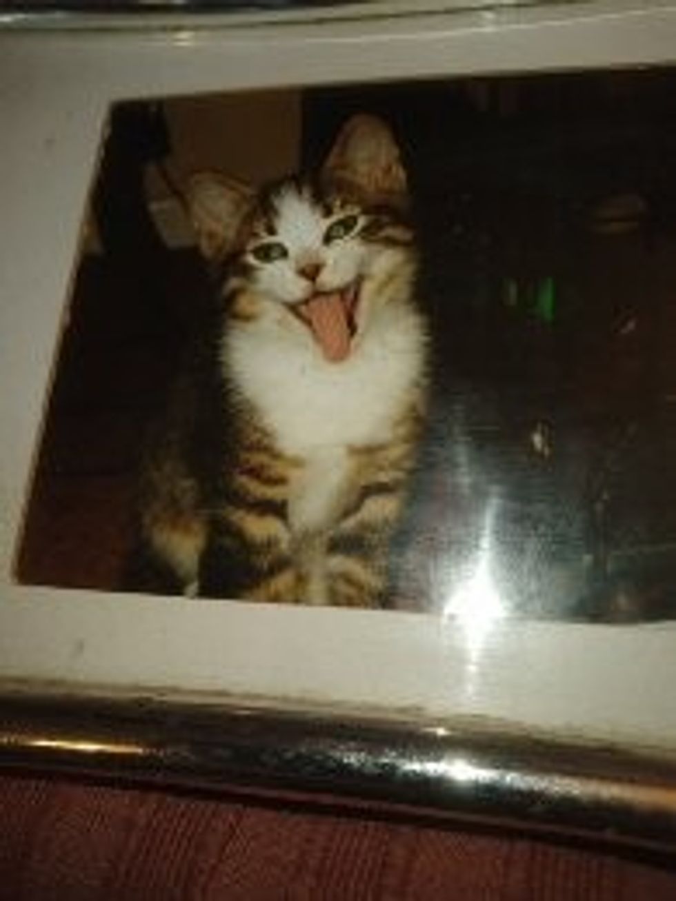 Finn pictured before he went missing (The Kennel Club/PA)