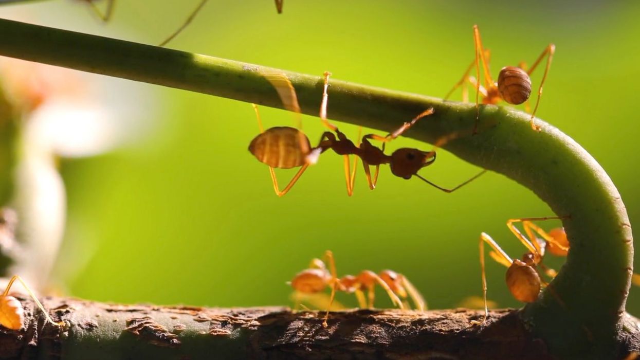 Red fire ants with painful venomous bites are invading Europe