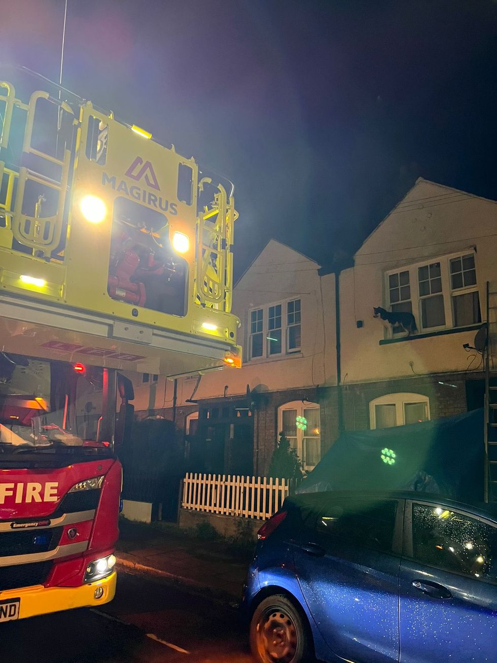 Husky stranded on window ledge safely rescued by fire crew armed with dog treats