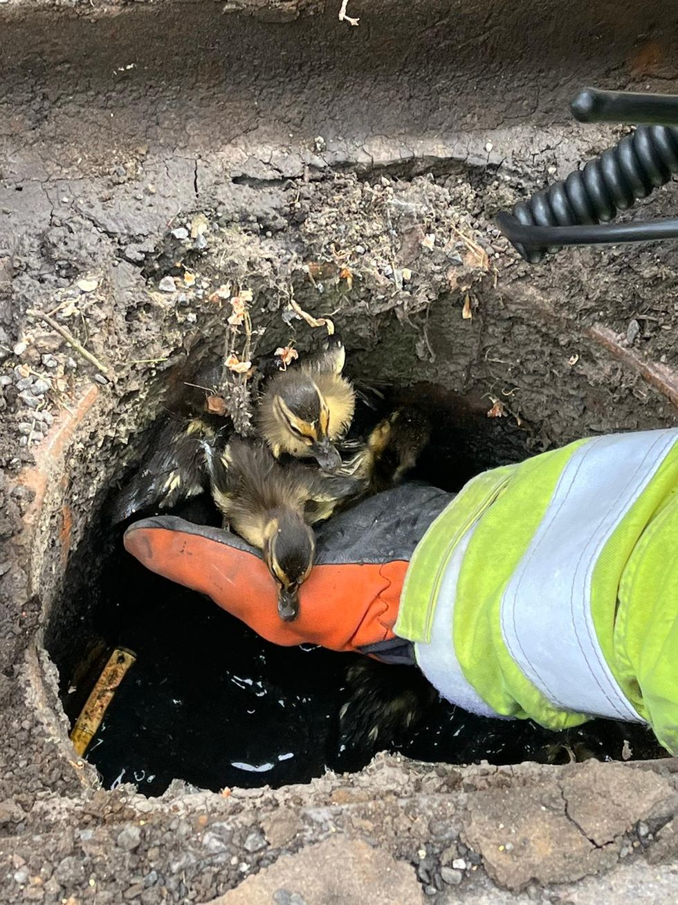 Firefighters rescue seven trapped ducklings from a drain