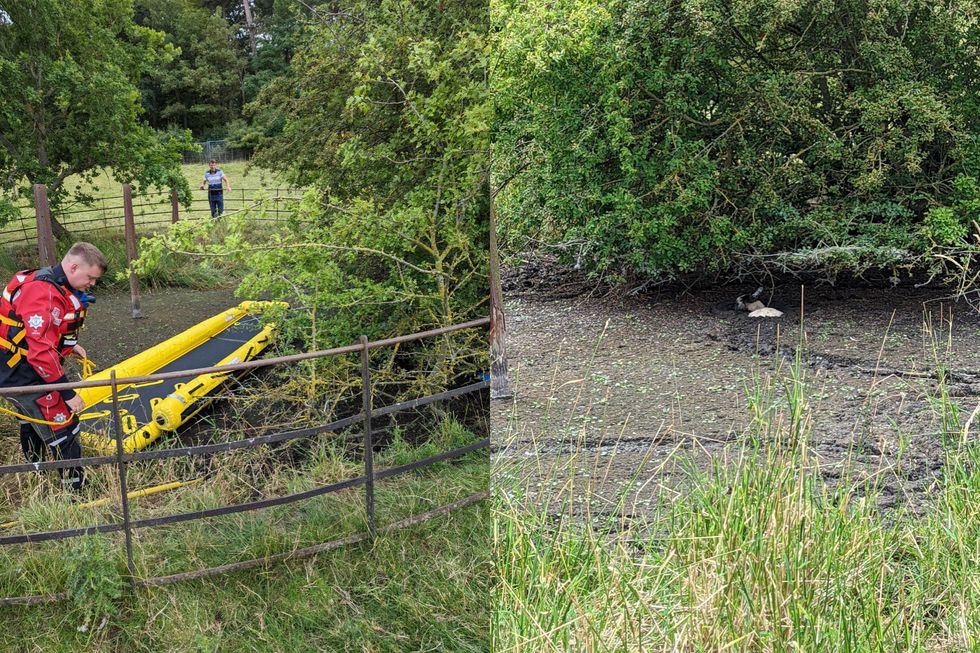 Lamb found stuck in mud rescued and returned to flock