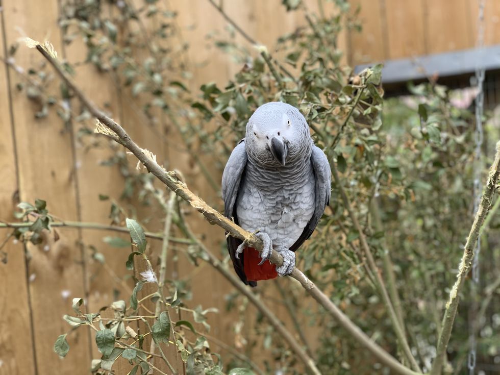 Firefighters rescue pet owner stuck in tree during bid to catch parrot