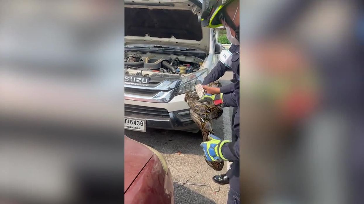 Spine-chilling moment 10-foot-long python is pulled from family's car engine