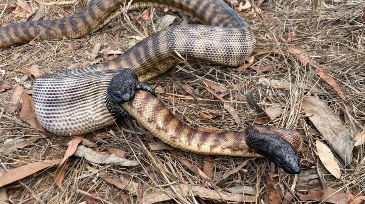 Rare moments captures python engaging in cannibalism