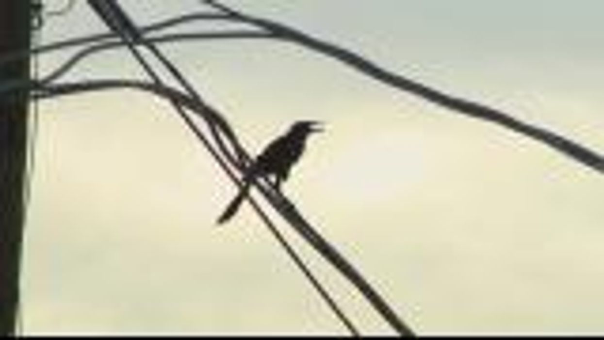 What is avian flu, the disease that TikTok star Emmanuel the emu is fighting?